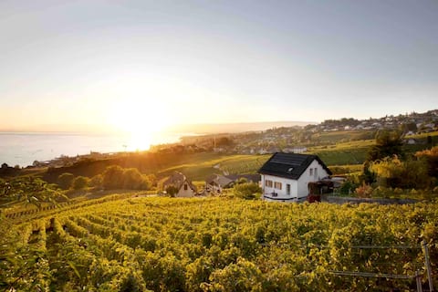 #Lavaux