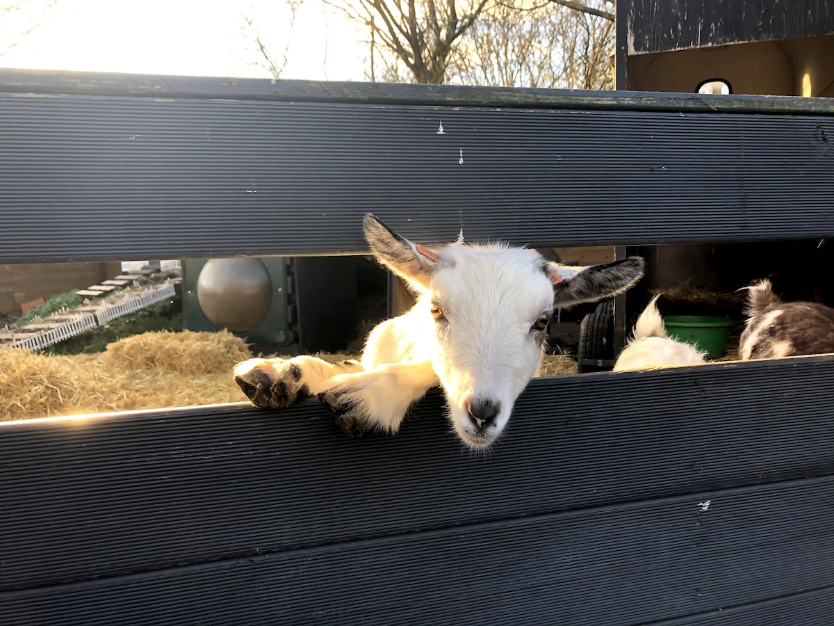 Successful Airbnb property: Studio South/Petting Farm-Near Legoland & Windsor in Bray