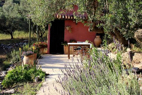 Olive tree house in organic Orgon farm.