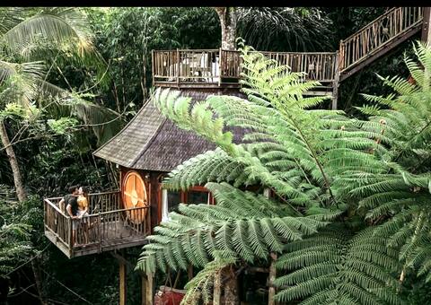 Enchanted Hobbit Treehouse Nestled in the Jungle