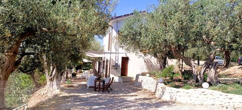 Olive trees within walking distance of the sea