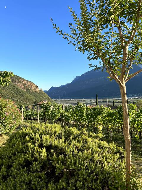 Lovely apartment in the middle of the vineyards