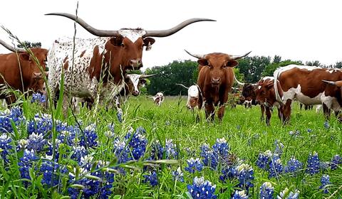 Cozy, quiet two bedroom guest house on the ranch