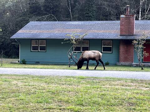 Heart of the Redwoods-HOP(E) Cottage