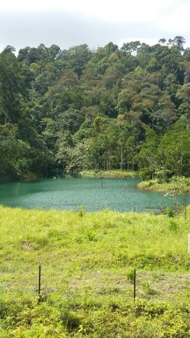 Air Itam Forrest Reserved view from 2/3 rooms and kitchen
