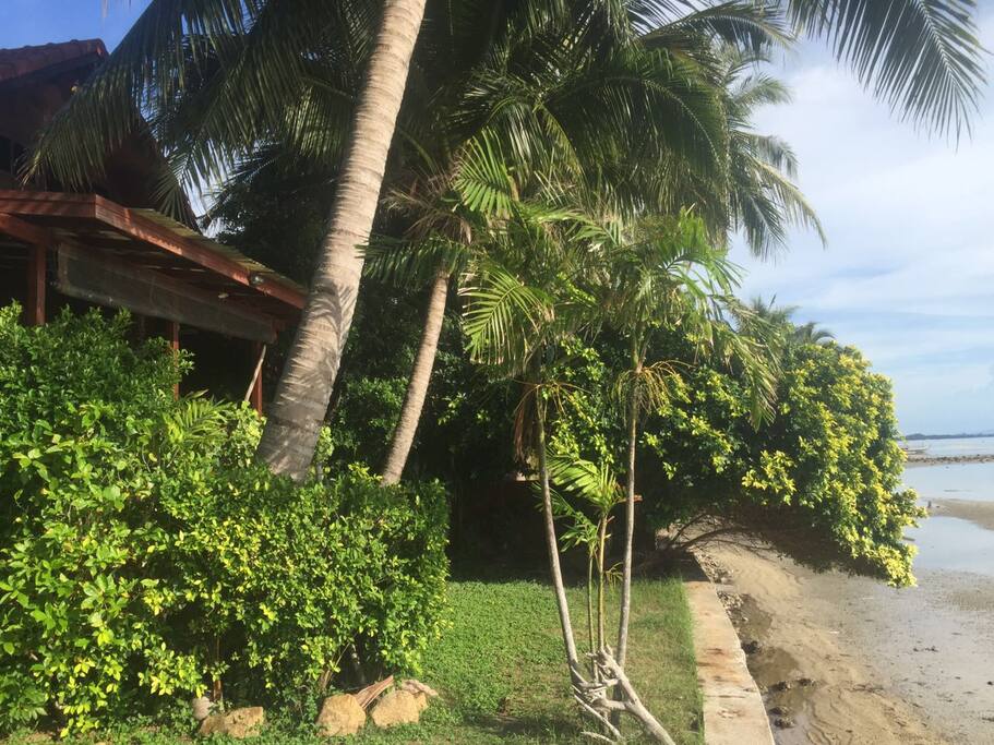 Back garden and seawall