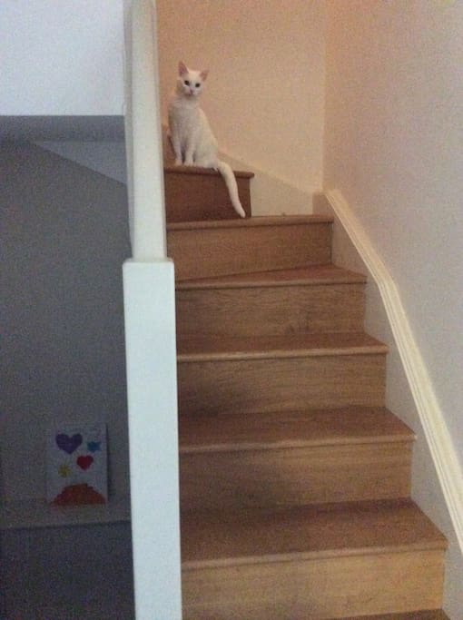 Cat on the stairs