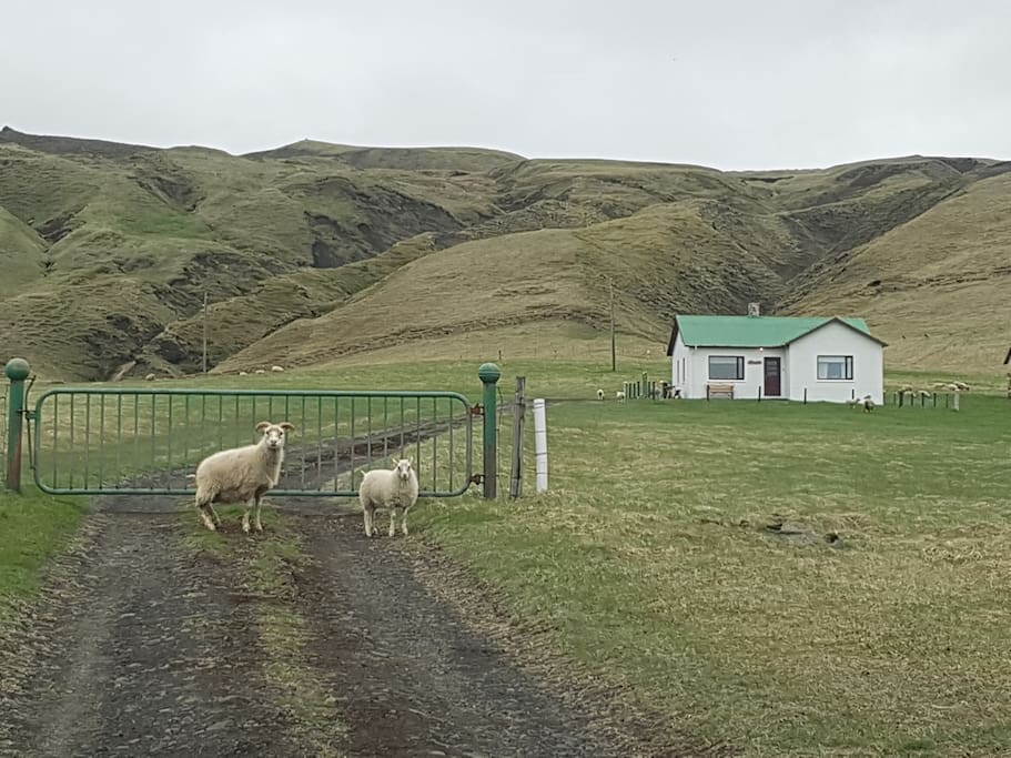 A warm welcome from cheerful Icelandic sheep!