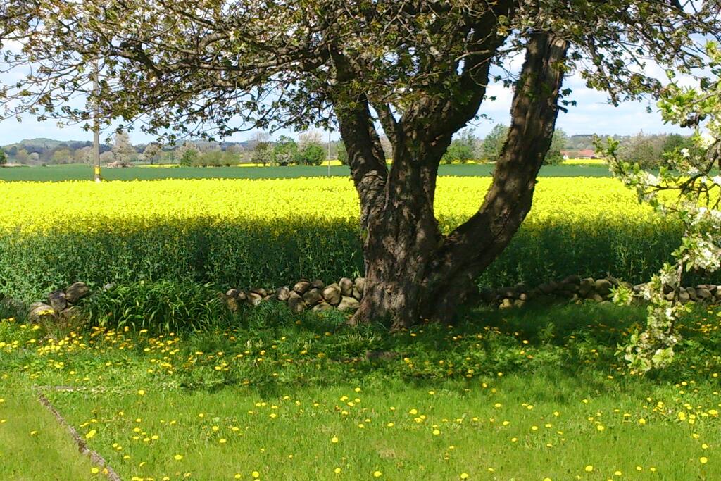 Utsikt från hus och trädgård när rapsfälten blommar