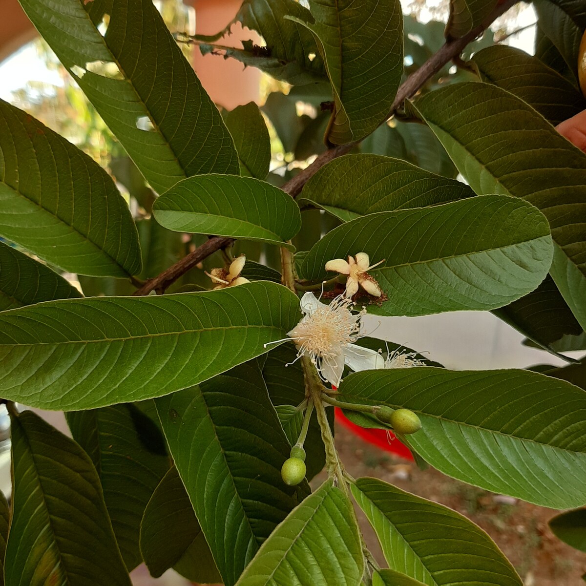Flor de la guava at Habitación #1 Colibrí in David