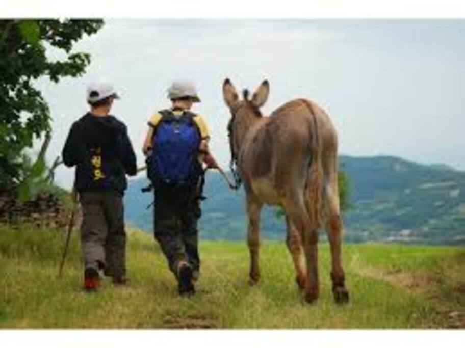 Trekking someggiato