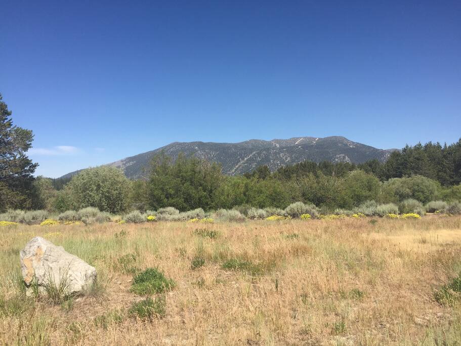 Local Meadow w/ Heavenly View