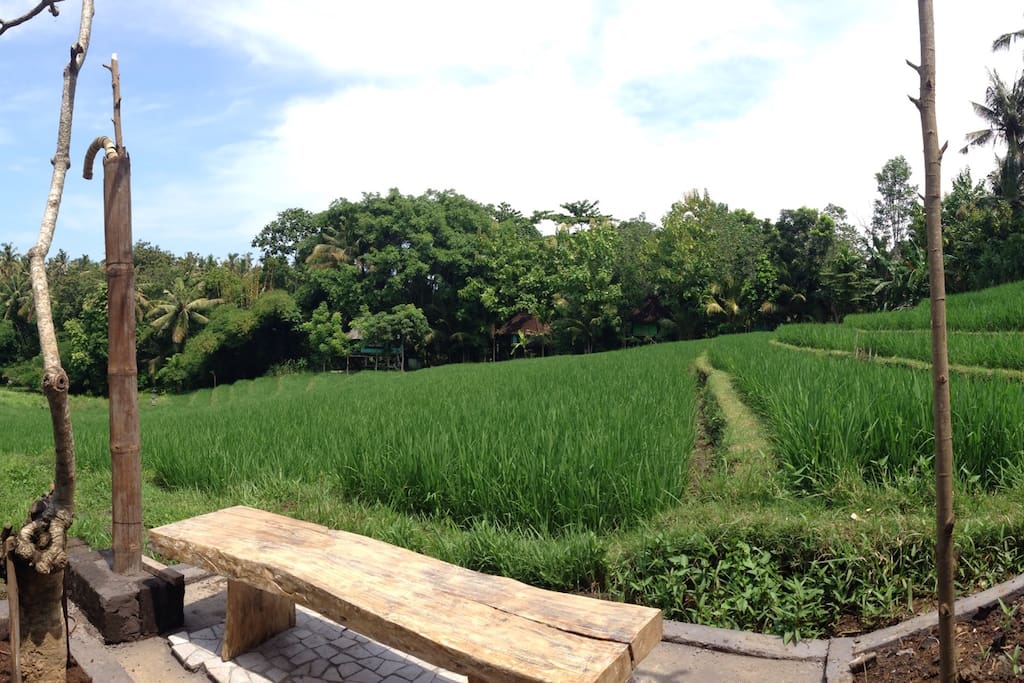 Terrace with rice view.