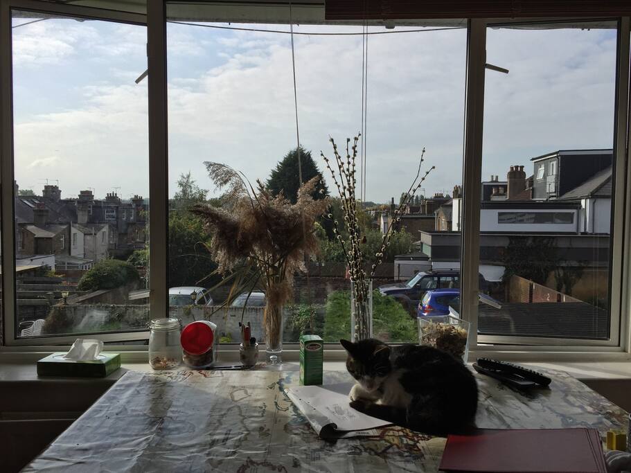Cat Optional!