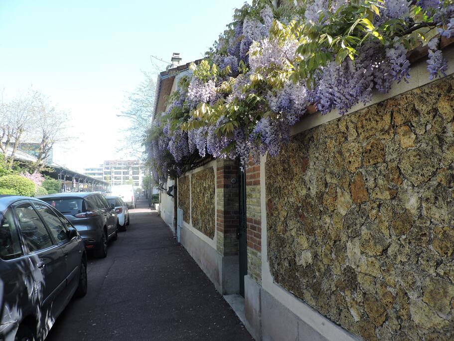 Une rue voisine et sa glycine