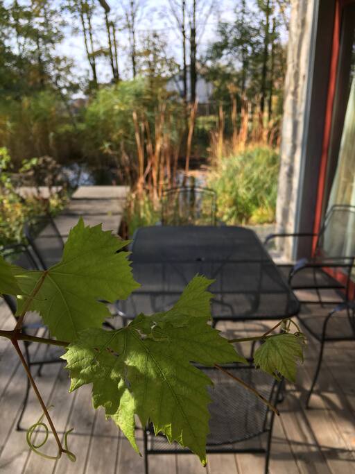 Terras