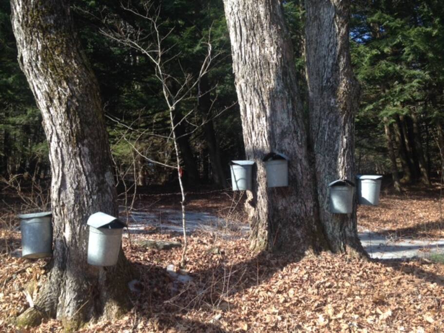 Sugarbush