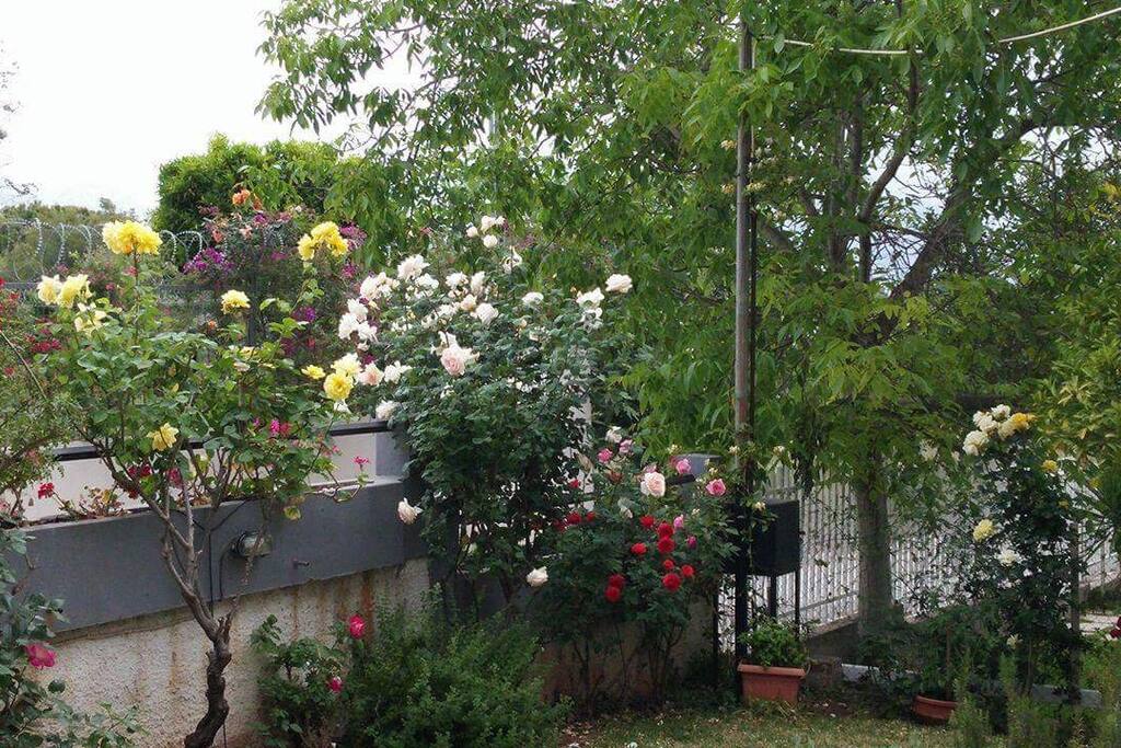 View of the rose garden