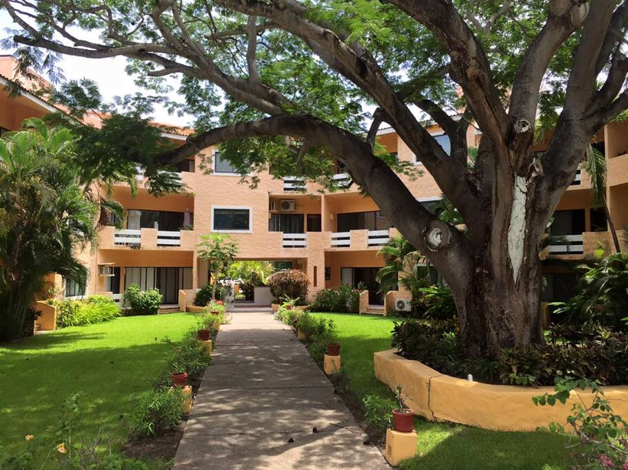 Our magestic "Parota" tree