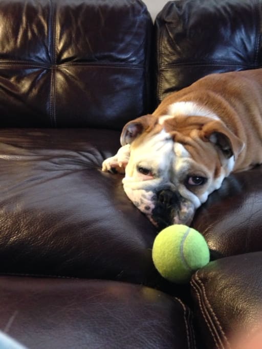This is our beloved english bulldog Pearl ( who is NOT allowed in our florida house !)
