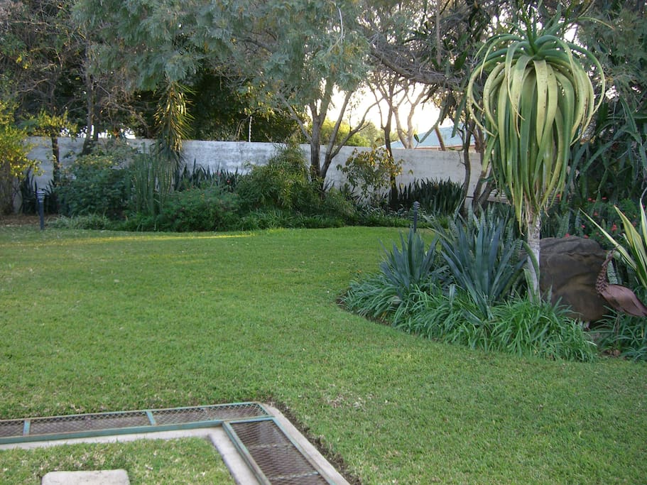 Back garden