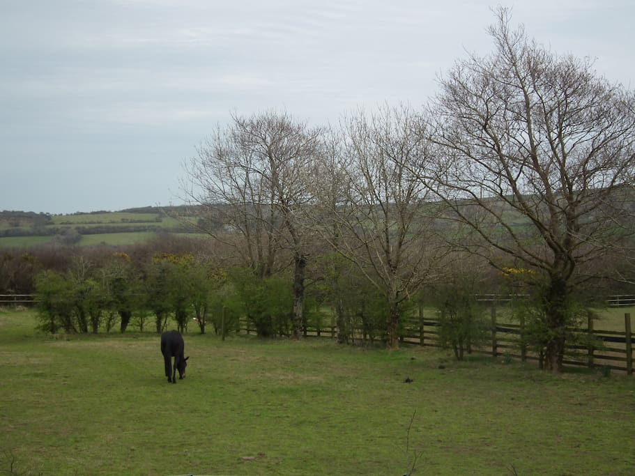 We are surrounded by countryside. Ask us if you'd like to meet the horses, dogs , Harriet the cat or poultry