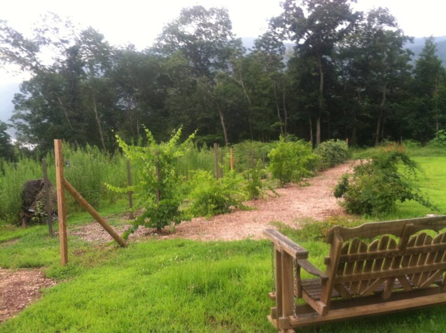 Vines and berries