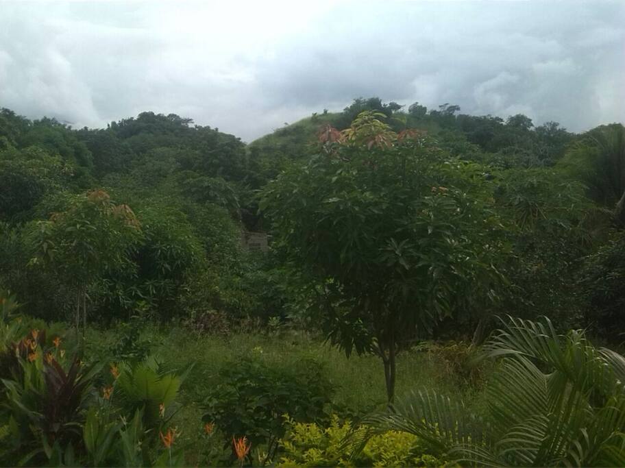 fruit's trees