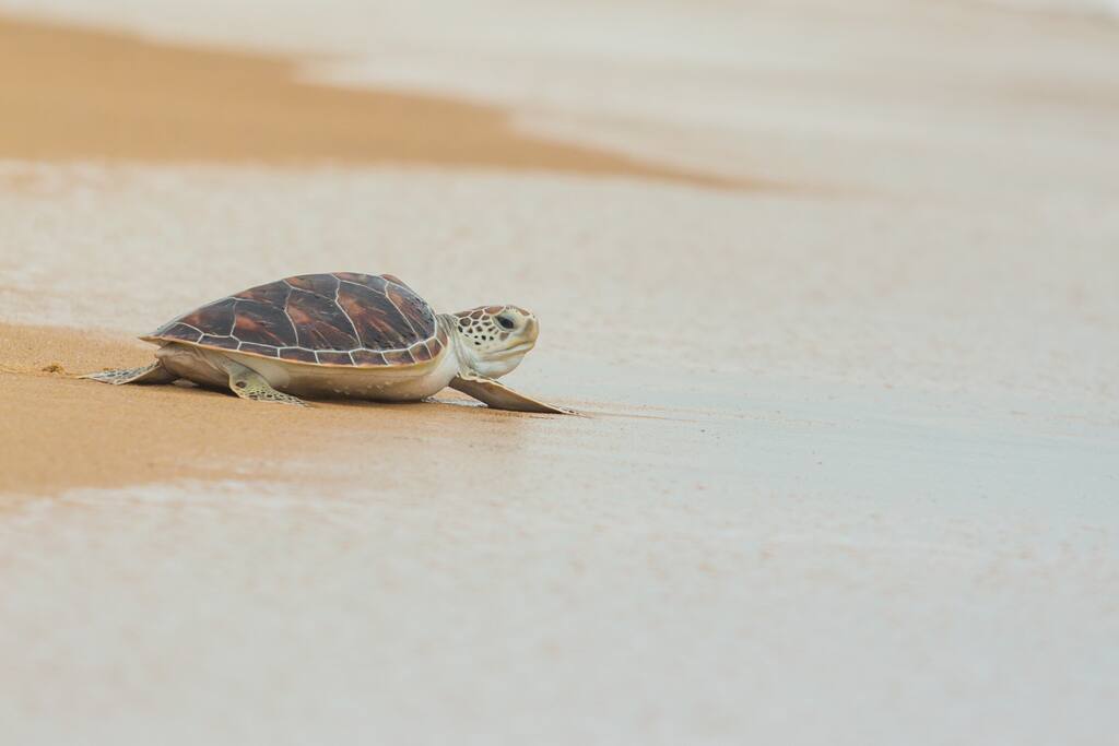 Nesting sea turtle hatchling makes way for the wild blue yonder.