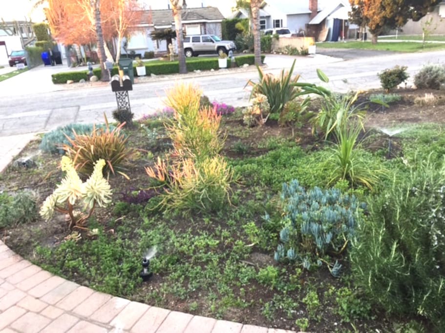 Front Yard