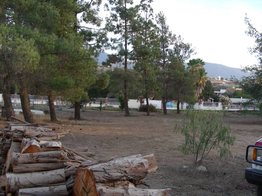 Nine pine during summer