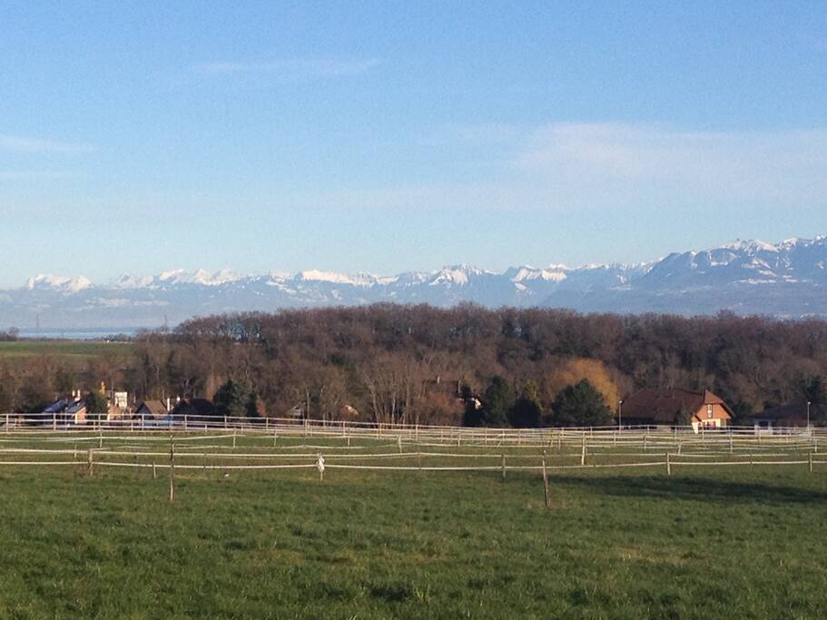 Direct view from garden in summer