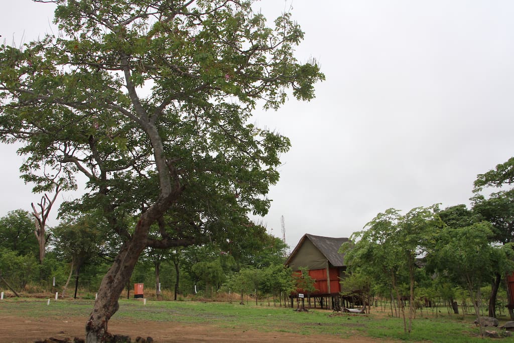 View of the wooden suspended chalet at the Lion's Roar Lodge