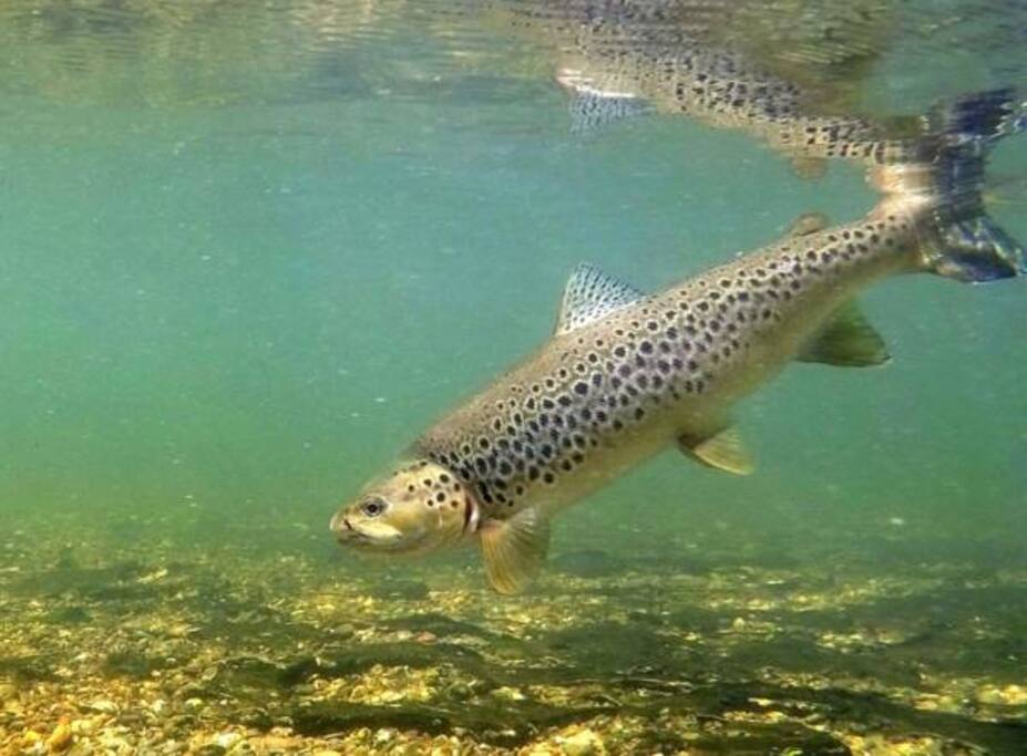 Brown trout. Photo by Johnny Mauchline.