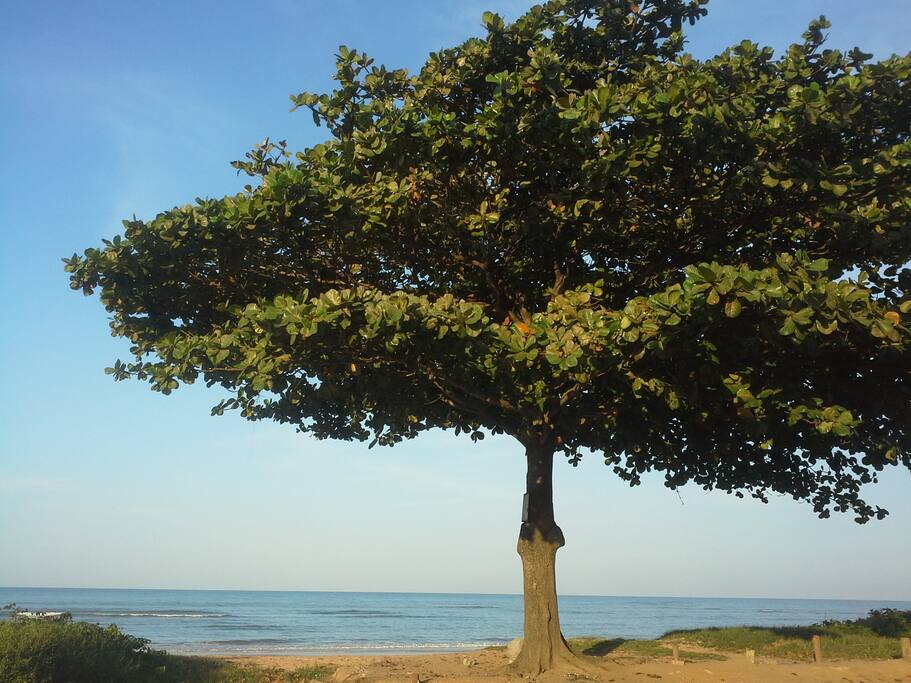 Praia de Bicanga