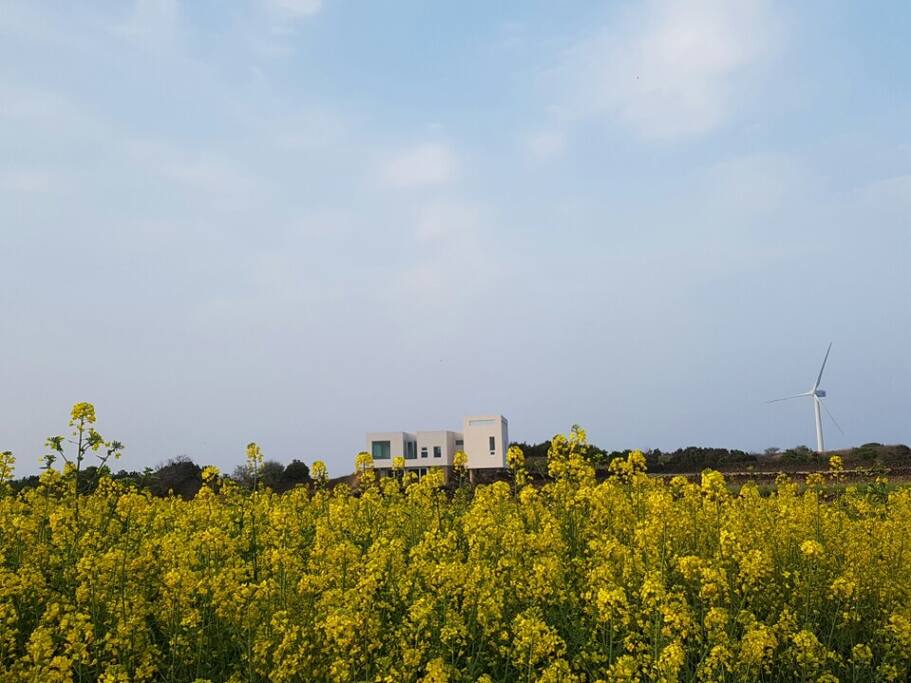 Jeju Palmhouse 제주팜하우스