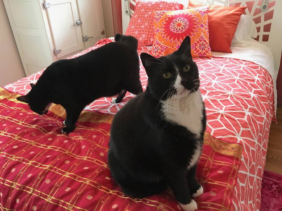 Yes, there are (shy, but friendly) cats in the house. Please be aware of this if you are allergic.