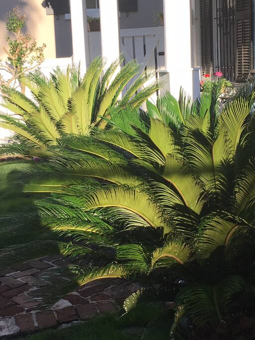 Surrounding the front stairs