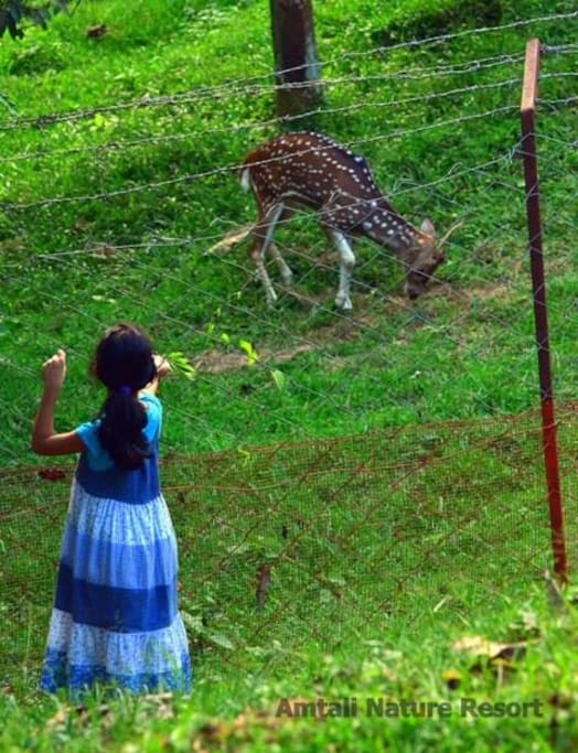 We have a nice deer enclosure along with rabbits, goats, chicken, and duck farm
