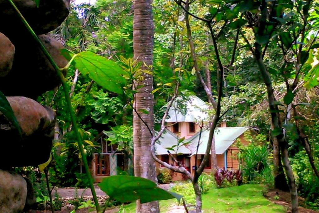 Jungle dreams. Jungle dreams