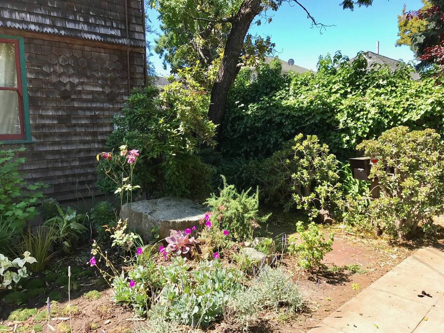 Front Yard