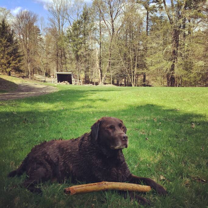 Buzz enjoying his meadow (he won't be there when you rent)