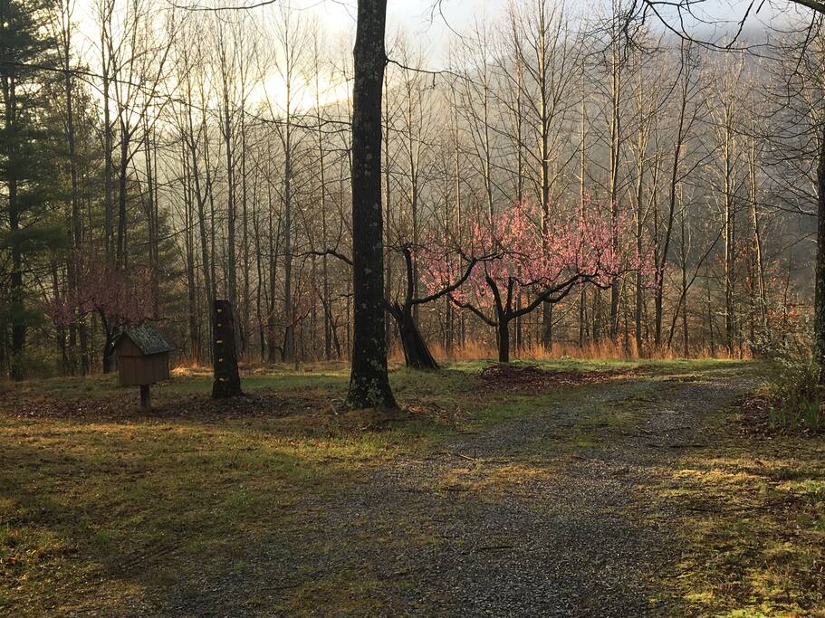 View from the drive way - 4 peach trees and lots of peaches in late Spring - Mid Summer