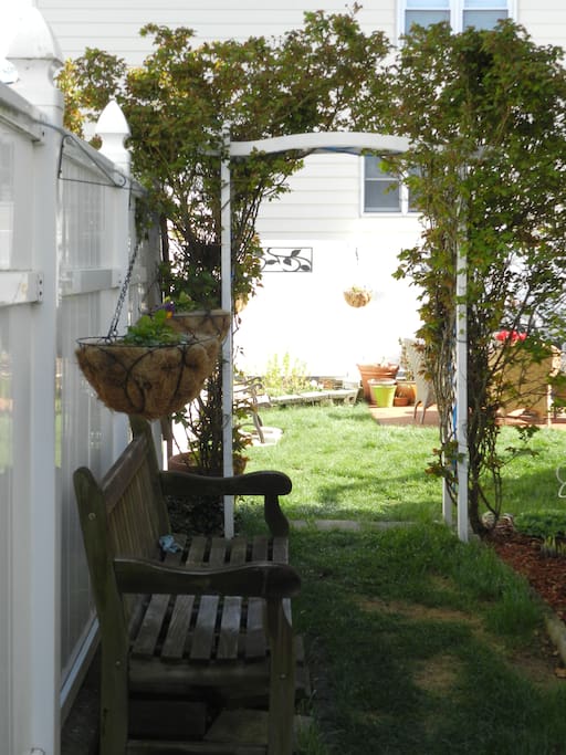 Rose Arch in the backyard.