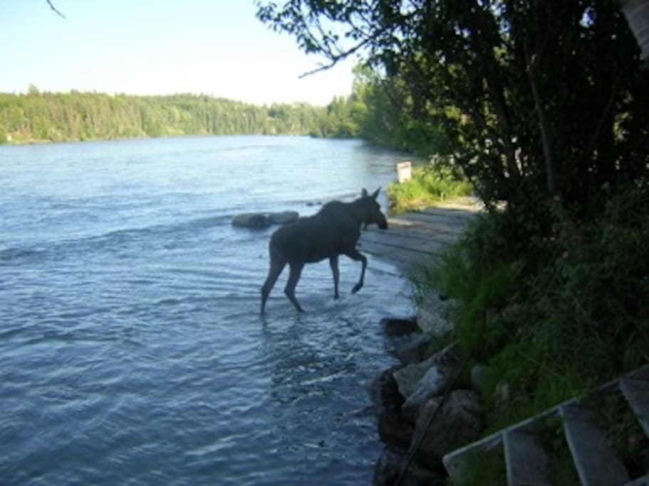 Moose on our Boat Launch