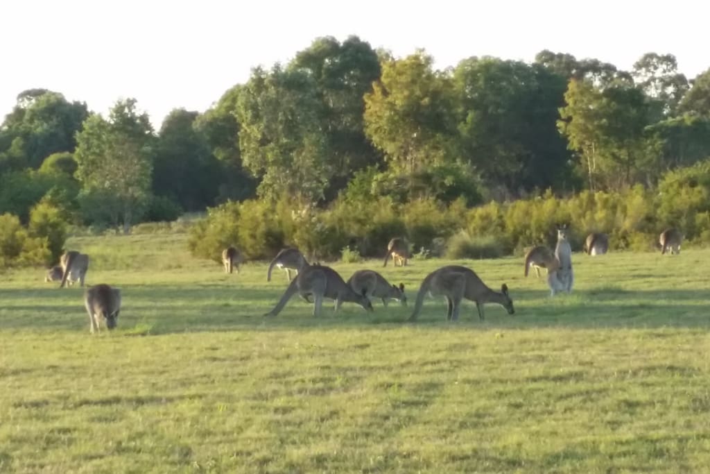 Local mob of kangaroos