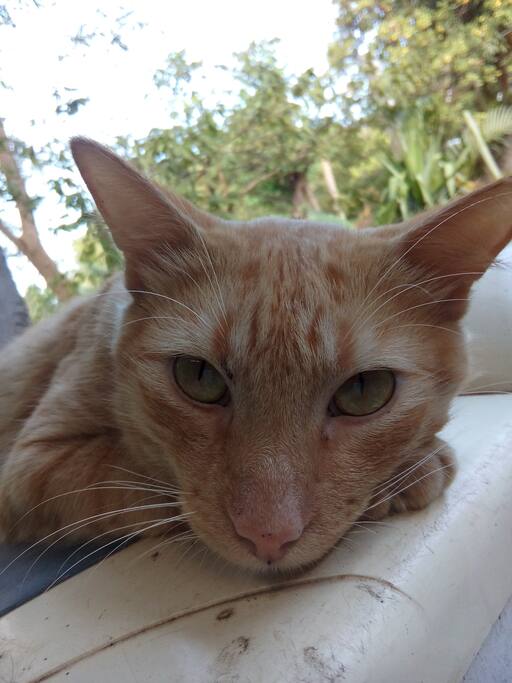 Nuestra Mascota Junior