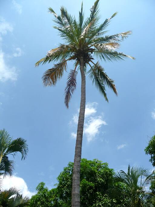 Shot from the garden