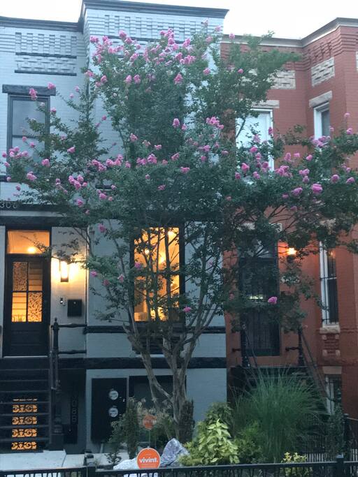 Front Yard