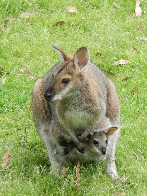 Wallabies and kangaroos are frequent visitors.